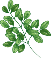 moringa oleifera 3 [Converted]